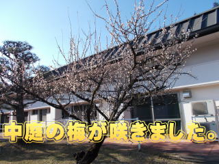梓荘の中庭の梅です。