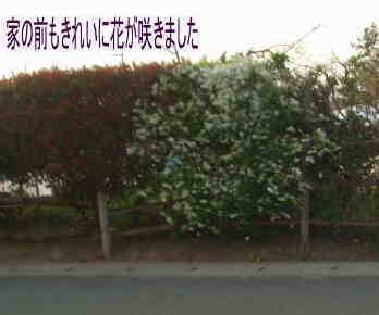 ���N�������Ԃ��炫�܂����B